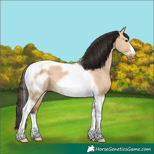 Horse Color:Bay Dun Tobiano Frame
