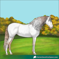 Horse Color:Gray Amber Cream Champagne Pearl Dun Near Leopard 