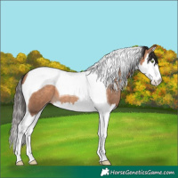 Horse Color:Sable Champagne Splash Tobiano