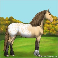 Horse Color:Buckskin Dun Varnish Rabicano