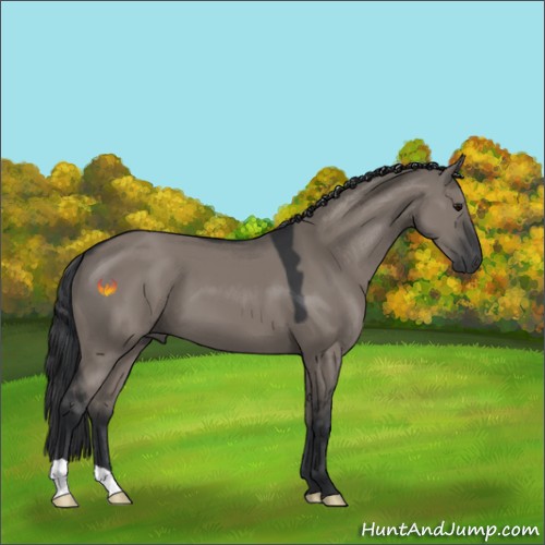 Horse Color:Grullo 