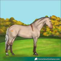 Horse Color:Silver Brown Dun 