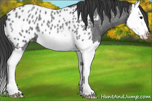 Horse Color:Blue Roan Splash Near Leopard