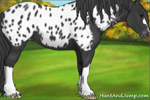 Horse Color:Black Appaloosa