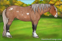 Horse Color:Silver Buckskin Roan Sabino 