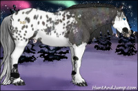 Horse Color:Midnight Grullo Roan Splash Appaloosa 