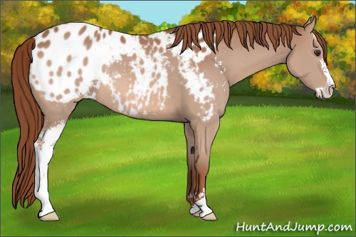 Horse Color:Chestnut Sabino Appaloosa