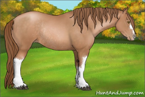 Horse Color:Brown Pearl Rabicano
