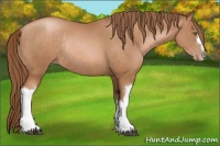 Horse Color:Brown Pearl Rabicano 