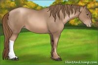 Horse Color:Liver Chestnut Pearl 