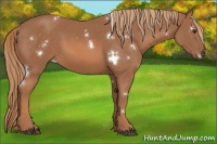 Horse Color:White Spotted Chestnut Rabicano 