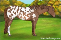Horse Color:Chestnut Near Leopard 