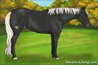 Horse Color:Liver Chestnut Mushroom Appaloosa 
