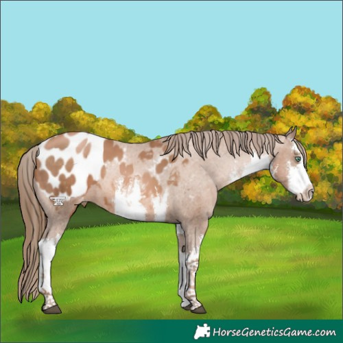 Horse Color:White Spotted Liver Chestnut Pearl Appaloosa 