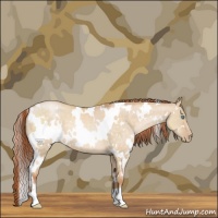 Horse Color:White Spotted Buckskin Pearl Dun