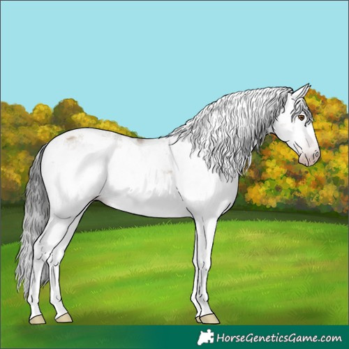 Horse Color:Gray Classic Champagne Dun Sabino 