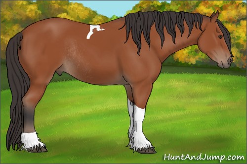 Horse Color:Bay Tobiano Rabicano 