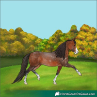 Horse Color:Bay Sabino 