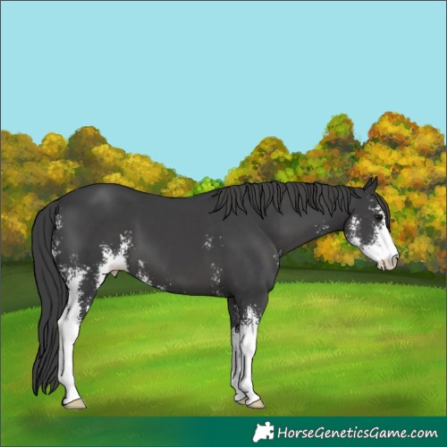 Horse Color:Black Mushroom Sabino 