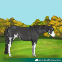 Horse Color:Black Mushroom Sabino 