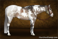 Horse Color:White Spotted Brown Dun Sabino Appaloosa Brindle 