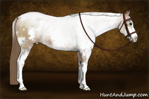 Horse Color:White Spotted Black Pearl Sabino 