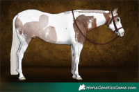 Horse Color:Silver Brown Sabino Tobiano Appaloosa 