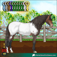 Horse Color:Bay Appaloosa