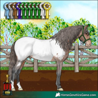 Horse Color:Bay Appaloosa 
