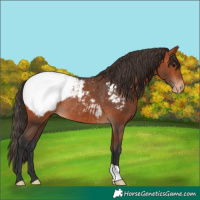 Horse Color:Bay Near Fewspot Rabicano 