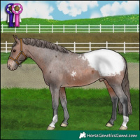 Horse Color:Brown Appaloosa Rabicano 