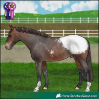 Horse Color:Brown Appaloosa Rabicano 