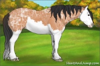 Horse Color:Bay Ice Splash 