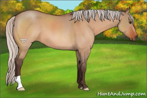 Horse Color:Silver Brown Roan Dun