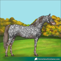 Horse Color:Liver Red Roan Appaloosa 