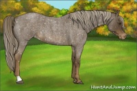 Horse Color:Chocolate Palomino Roan Snowflake Varnish