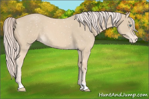 Horse Color:Cremello Roan Appaloosa 
