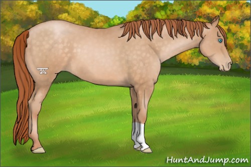 Horse Color:Buckskin Pearl 