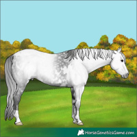 Horse Color:Gray White Spotted Black