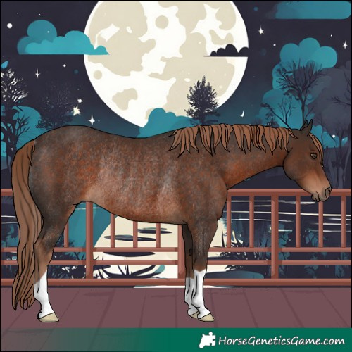 Horse Color:Liver Chestnut Rabicano 