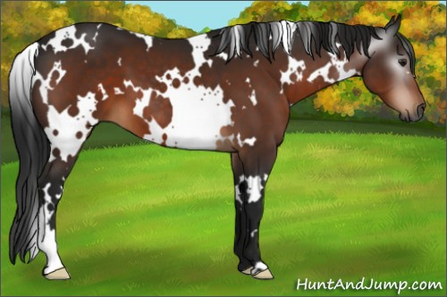 Horse Color:Gray White Spotted Brown