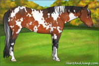 Horse Color:White Spotted Brown 