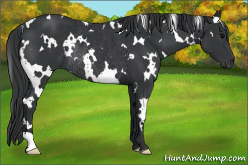 Horse Color:White Spotted Black Rabicano