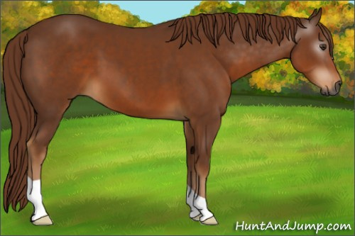 Horse Color:Gray Chestnut 