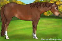 Horse Color:Gray Chestnut