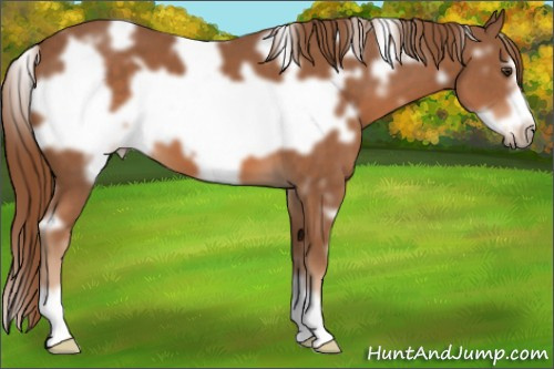 Horse Color:White Spotted Chestnut Frame 