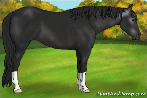 Horse Color:Gray Black