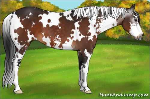 Horse Color:Gray White Spotted Brown Sabino 
