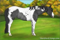 Horse Color:Black Tobiano Varnish Rabicano 