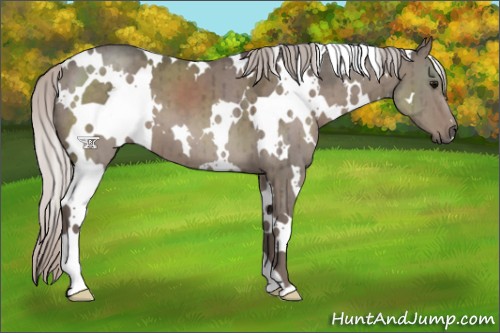 Horse Color:White Spotted Silver Grullo Brindle
